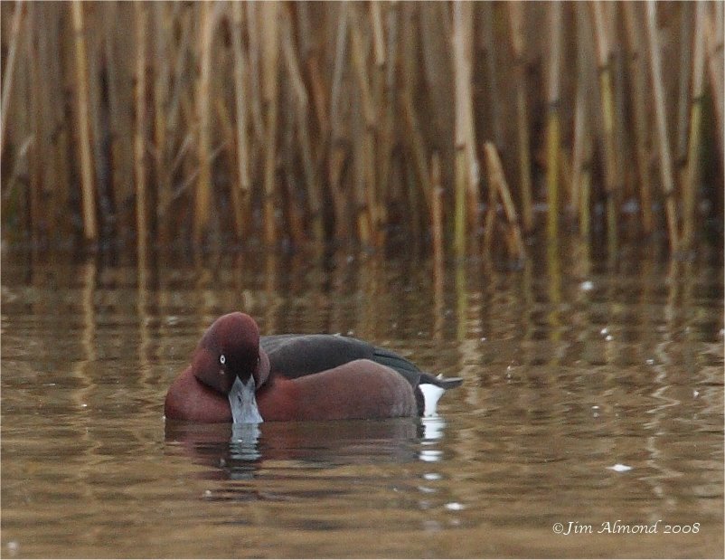 Ferruginous Duck male Comeston Lakes 12 12 08 MG_7715